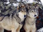Gray Wolves